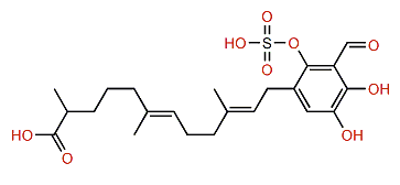 Siphonodictyal E2